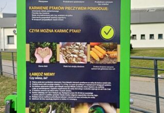 Automaty do karmienia kaczek