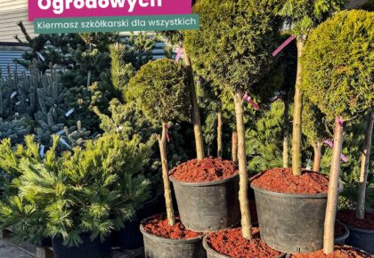 Przygotowania do naszego weekendowego festiwalu trwają.